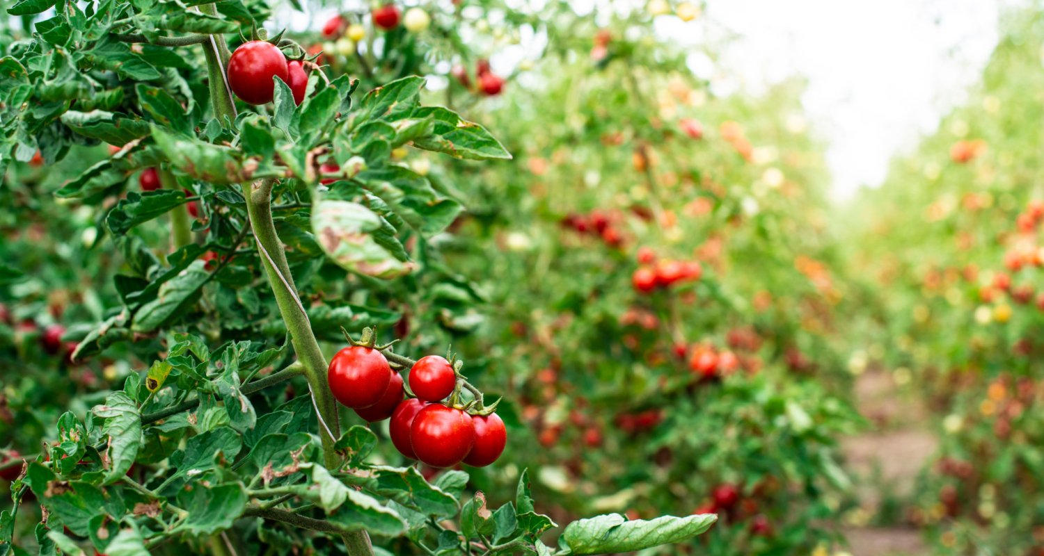 Tomaten aan de plant