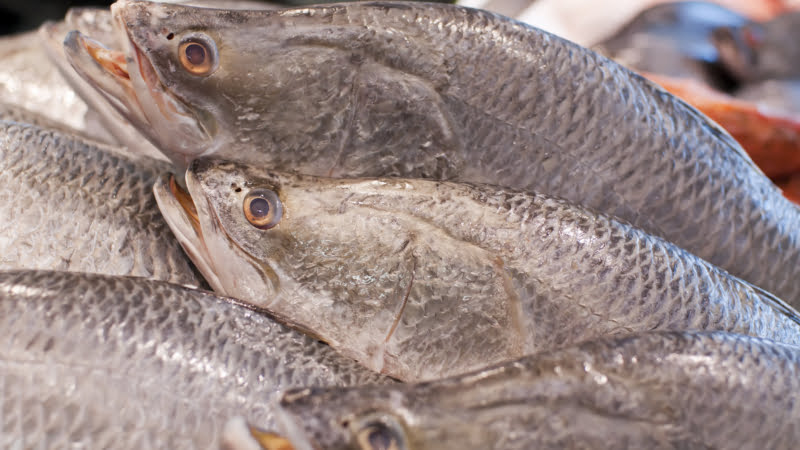 Barramundi echt vers uit Australi