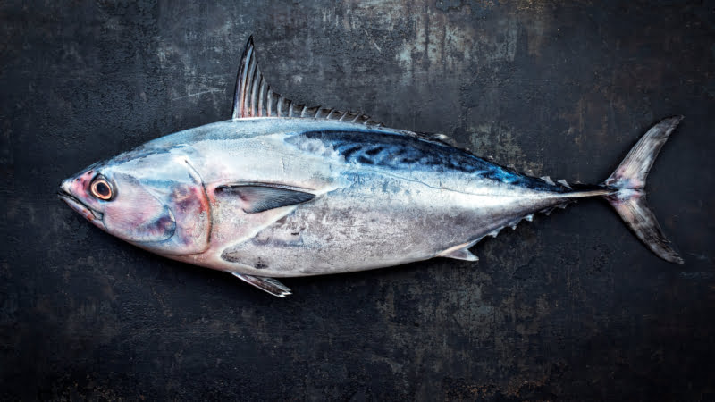 Verse gestreepte tonijn, ook wel skipjack tonijn of bonito genoemd