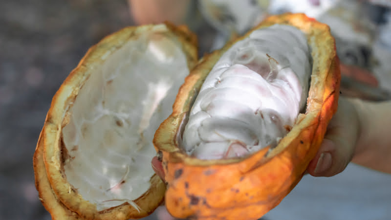 In de cacaovrucht zitten ongeveer 40 cacaobonen