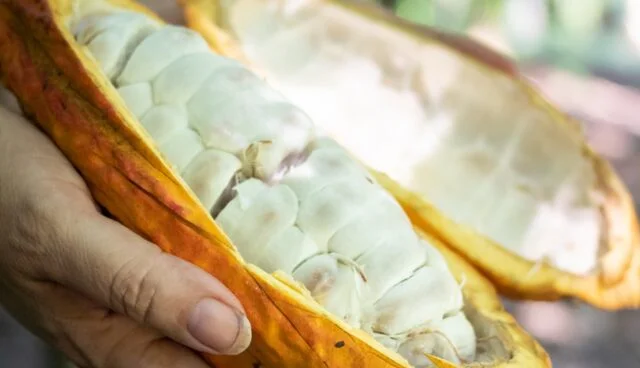 Cacao hoe maak je daar chocola van