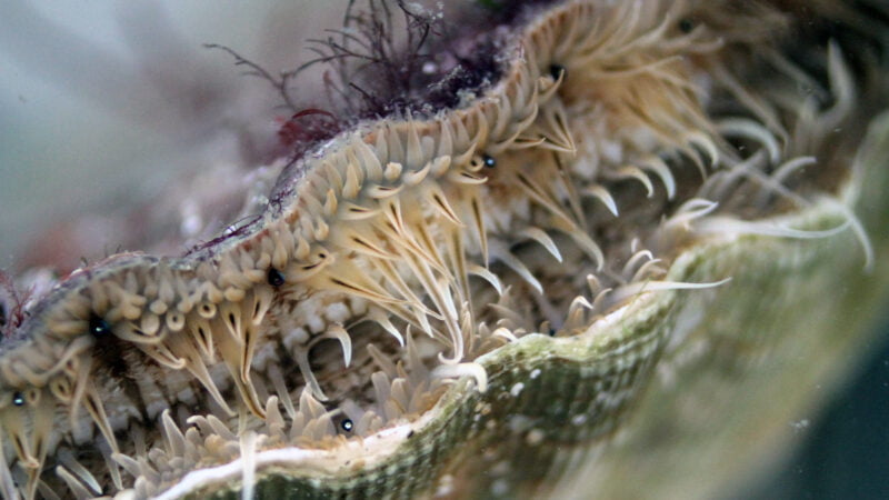 Coquille in zee