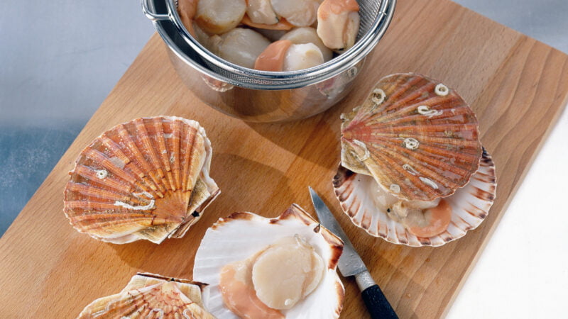 Coquilles levend in de schelp of uit een pot