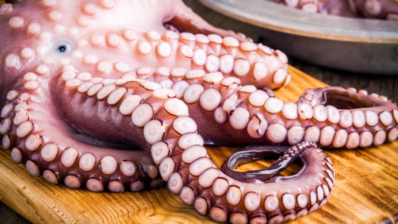 Vers aangevoerde octopus