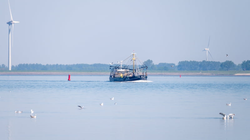 Wanneer de kweekperiode erop zit vissen de oesterkwekers de volgroeide oesters van de bodem op met sleepnetten