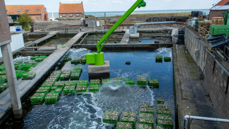 Oesterputten in Yerseke: hier komen de oesters tot rust worden ze zandvrij
