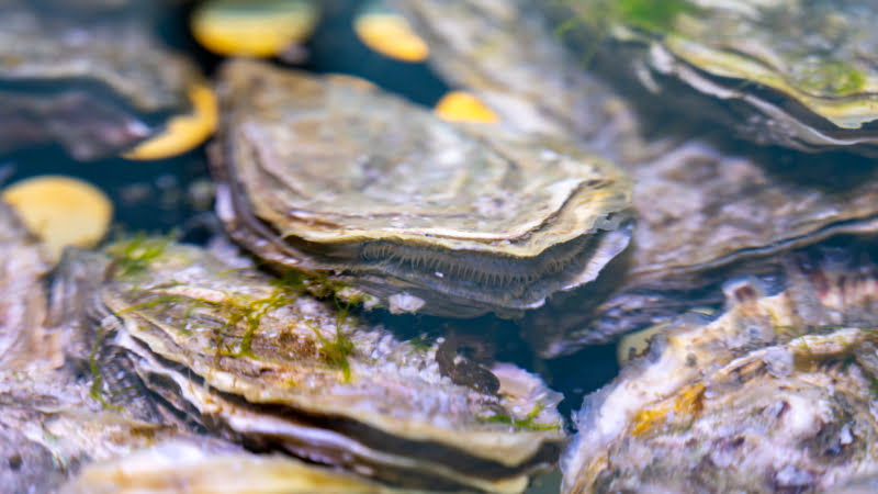 Zeeuwse creuse oester filtert voedingsstoffen uit het water