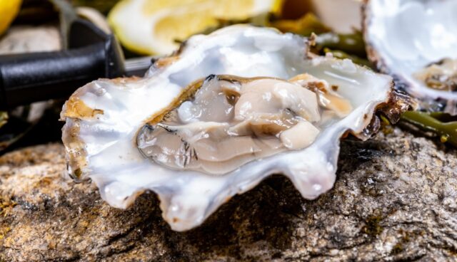 De Zeeuwse oester