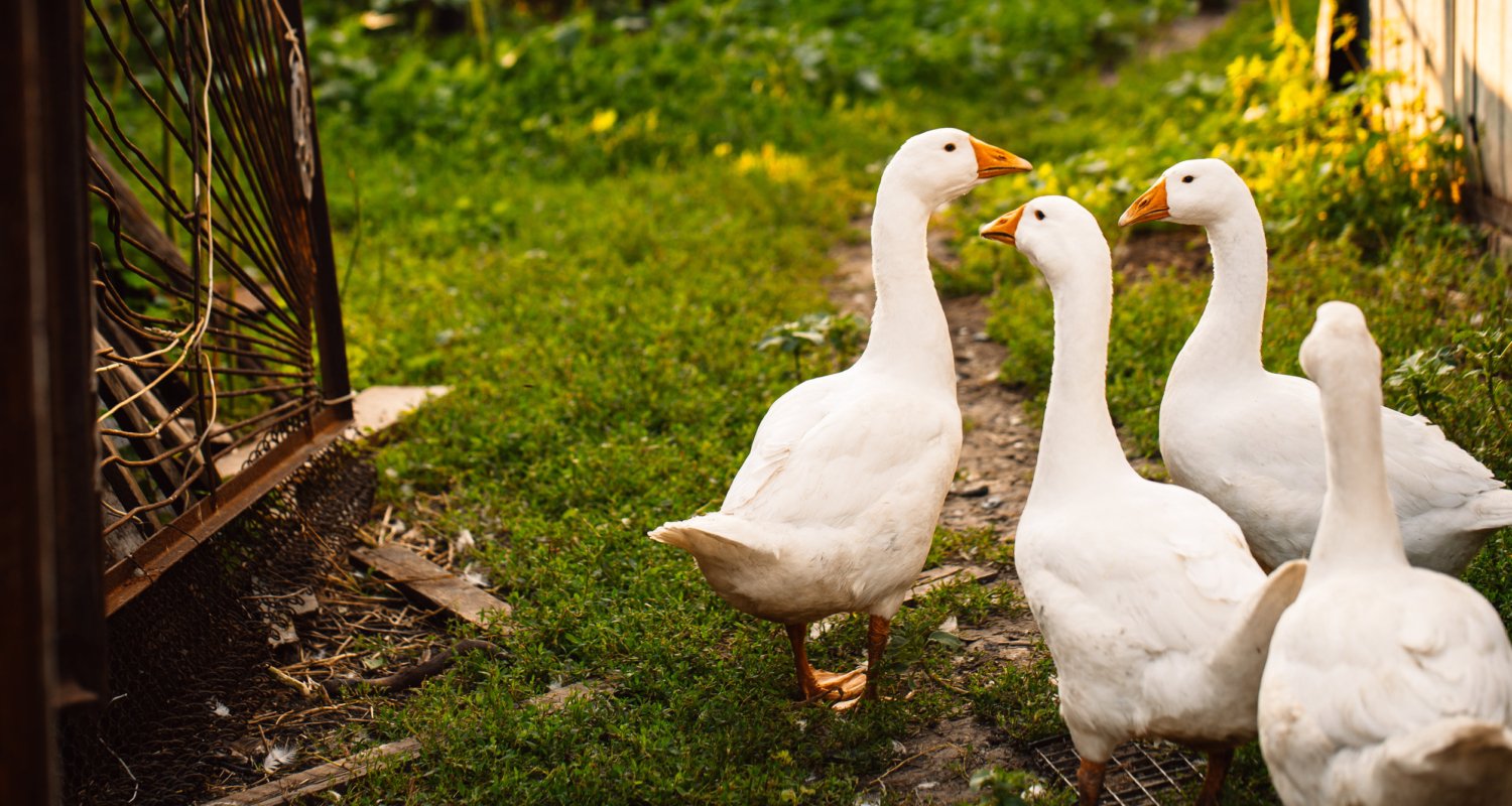 Ganzen gefokt voor de lever