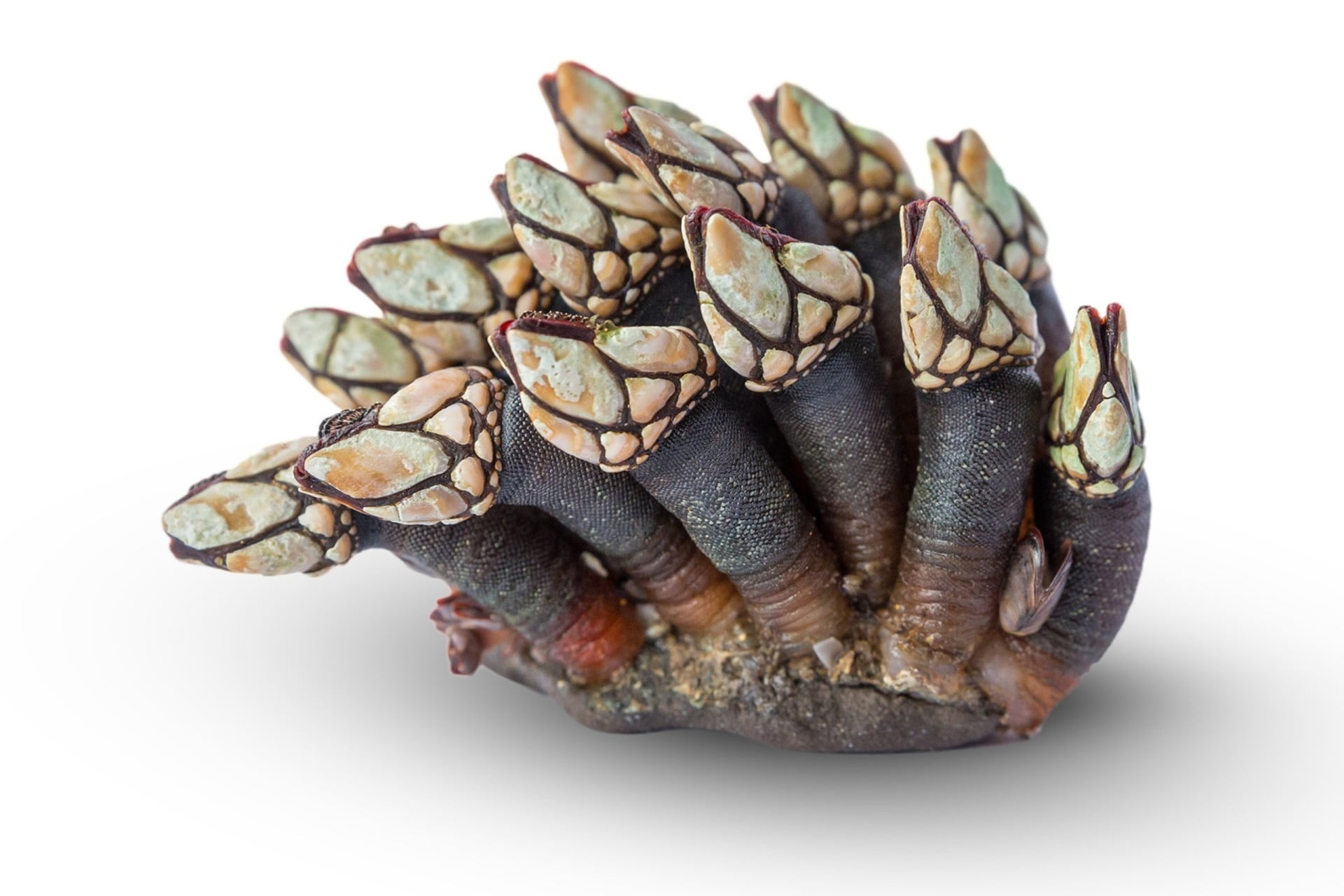 percebes en holandés: eendenmosselen