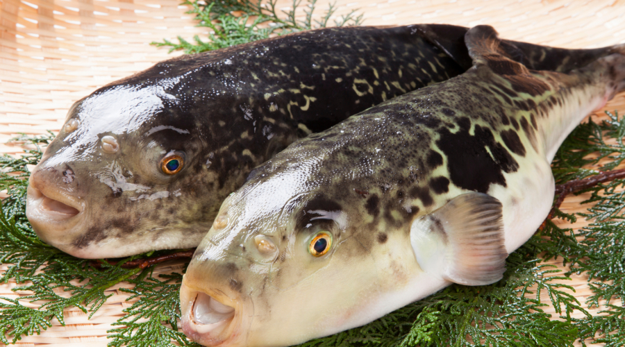 Fugu gevaarlijk lekkere kogelvis