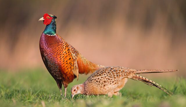 helemaal wild van fazant
