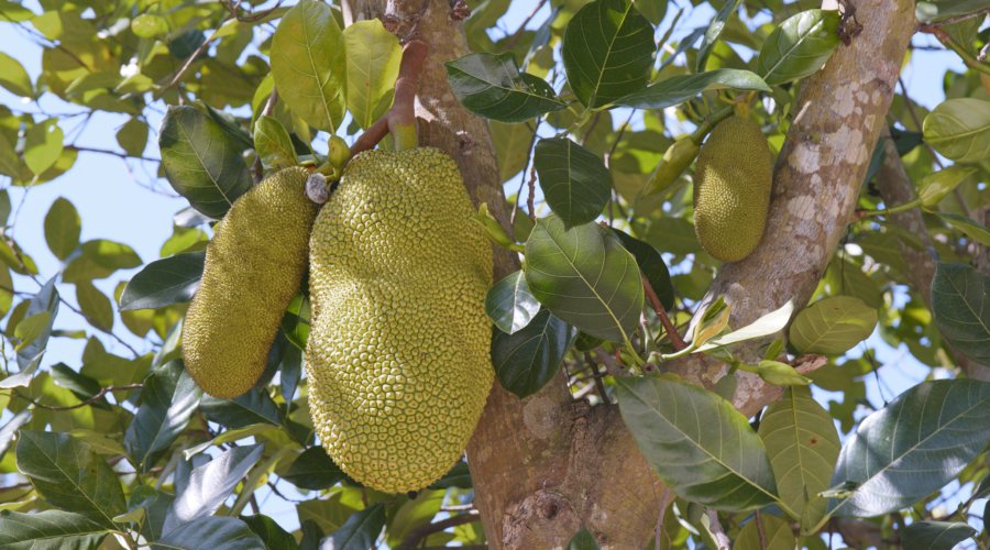 Is jackfruit het nieuwe superfood