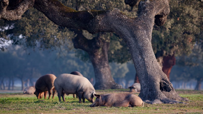 Het Iberische varken is een eeuwenoud ras, verwant aan het wilde zwijn