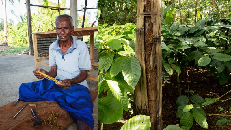 Kaneelboom in Sri Lanka