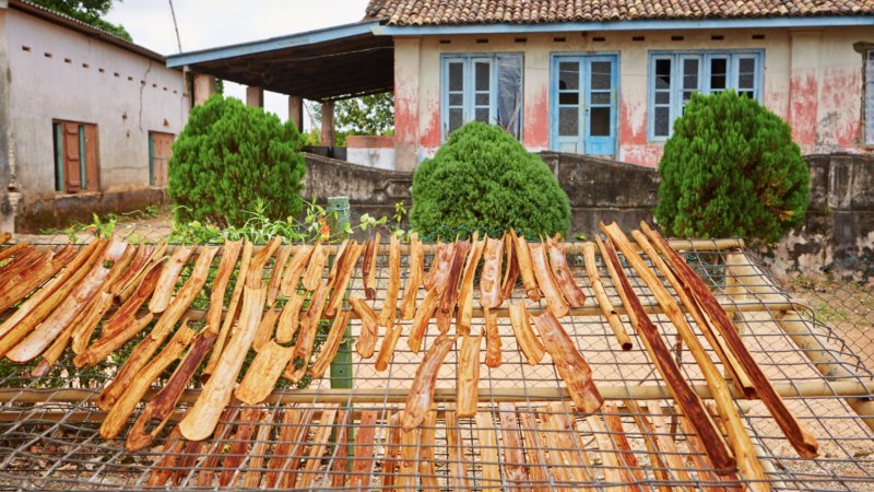 Kaneel droogt bij kleine producent in Sri Lanka