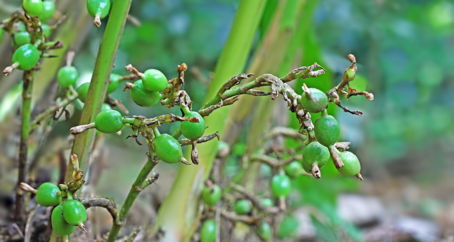 Kardemompeulen groeien aan de plant