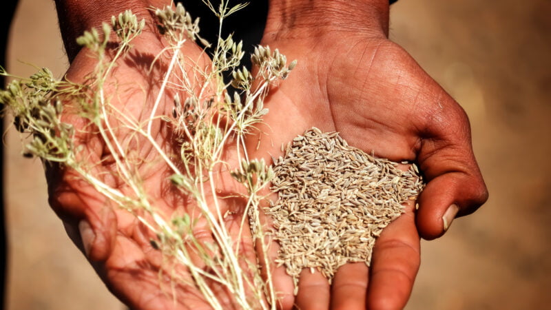 Komijnzaad wordt geoogst