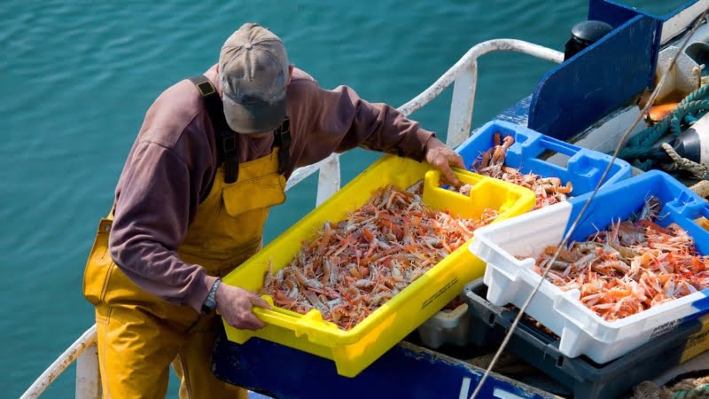 Langoustines het chique neefje van de kreeft