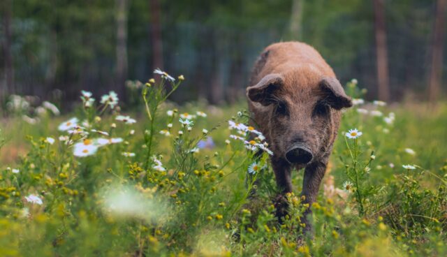 Mangalitza varken