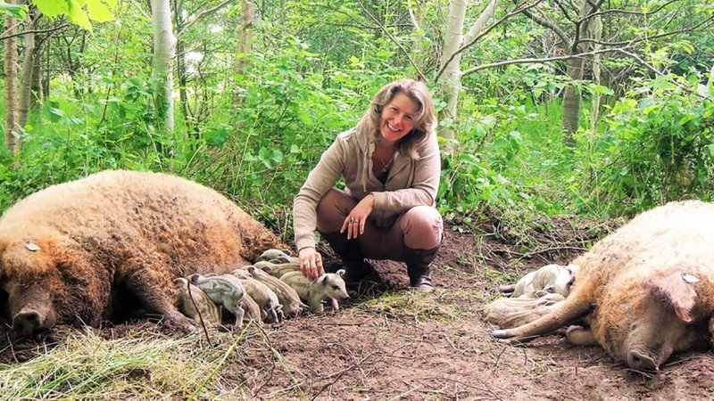 Mangalitza varken