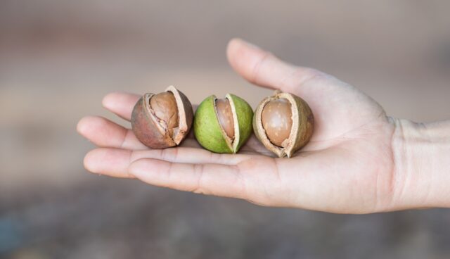 Noten fruit uit de frituur