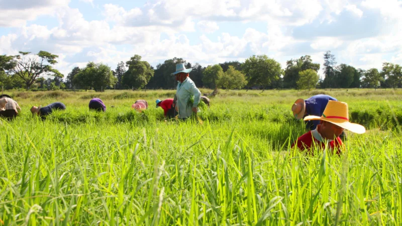 Jasmijnrijst wordt in het noorden van Thailand verbouwd