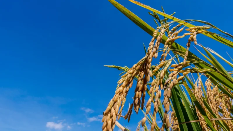 De jasmijnrijstkorrel is aan het rijpen voor de oogst
