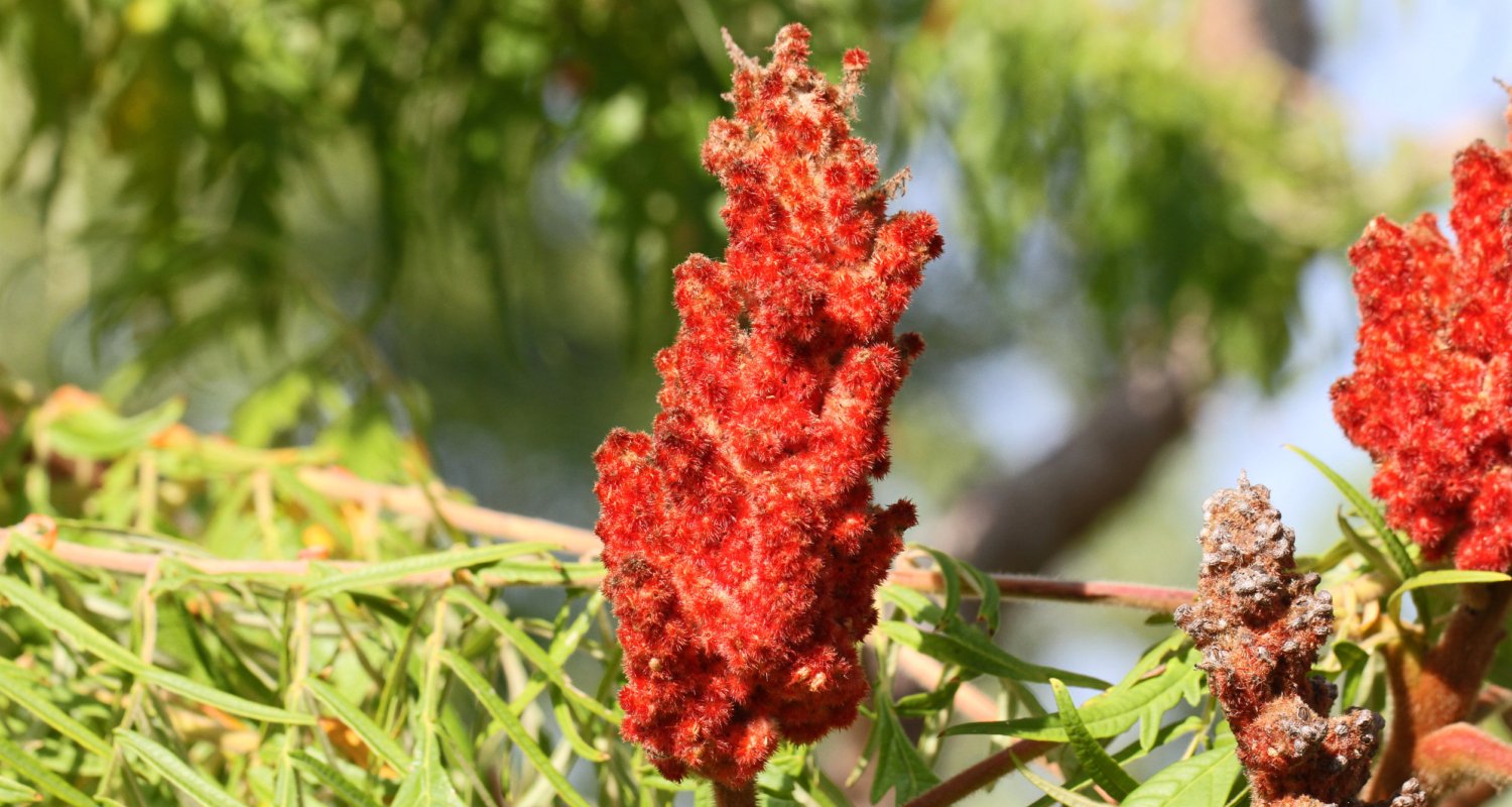 De vruchtjes groeien in dieprode, rechtopstaande trossen en zijn bedekt met een laagje donshaartjes