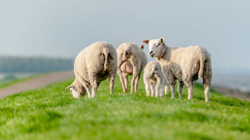 Texels lam: veel vlees, weinig been en vet