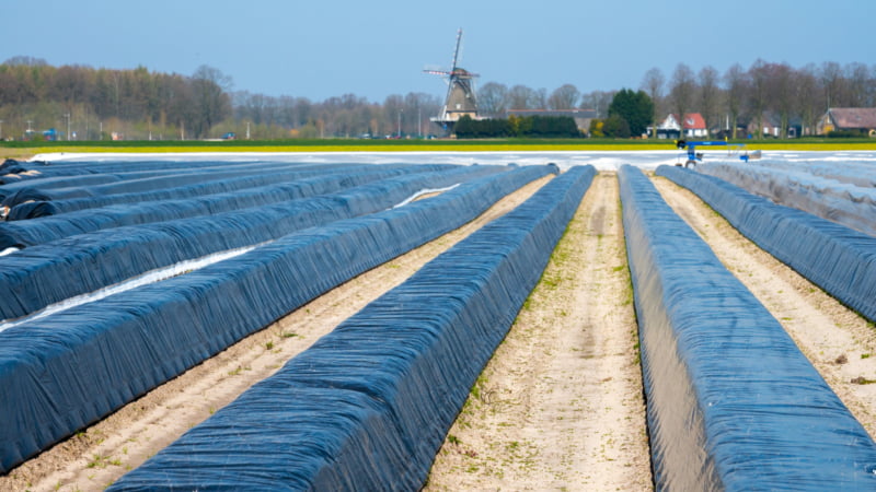 Aspergebedden bedekt met plastic
