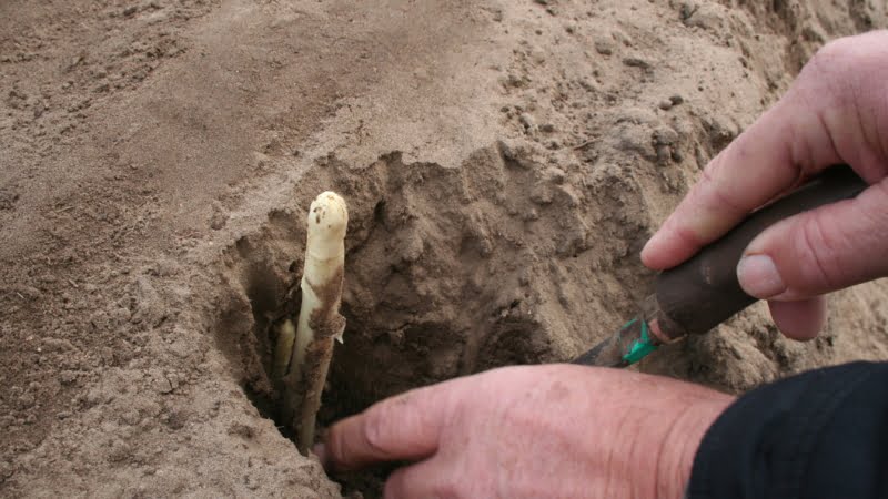 Asperge steken