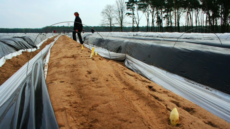 Aspergeteelt in tunnels