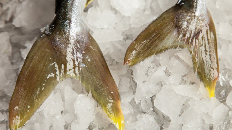 Yellowtail Kingfish uit Zeeland