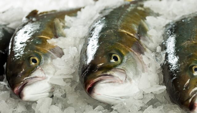 Yellowtail Kingfish uit Zeeland